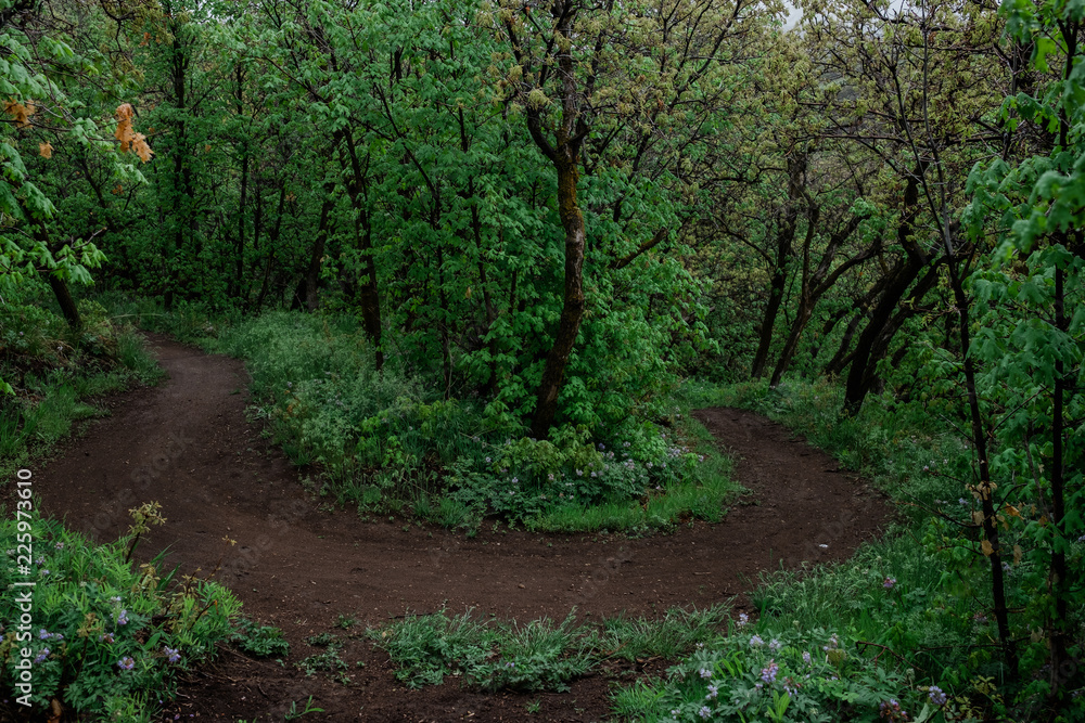 Fototapeta premium Biking Trail Curving Through a Scrub Oak Forest in Utah