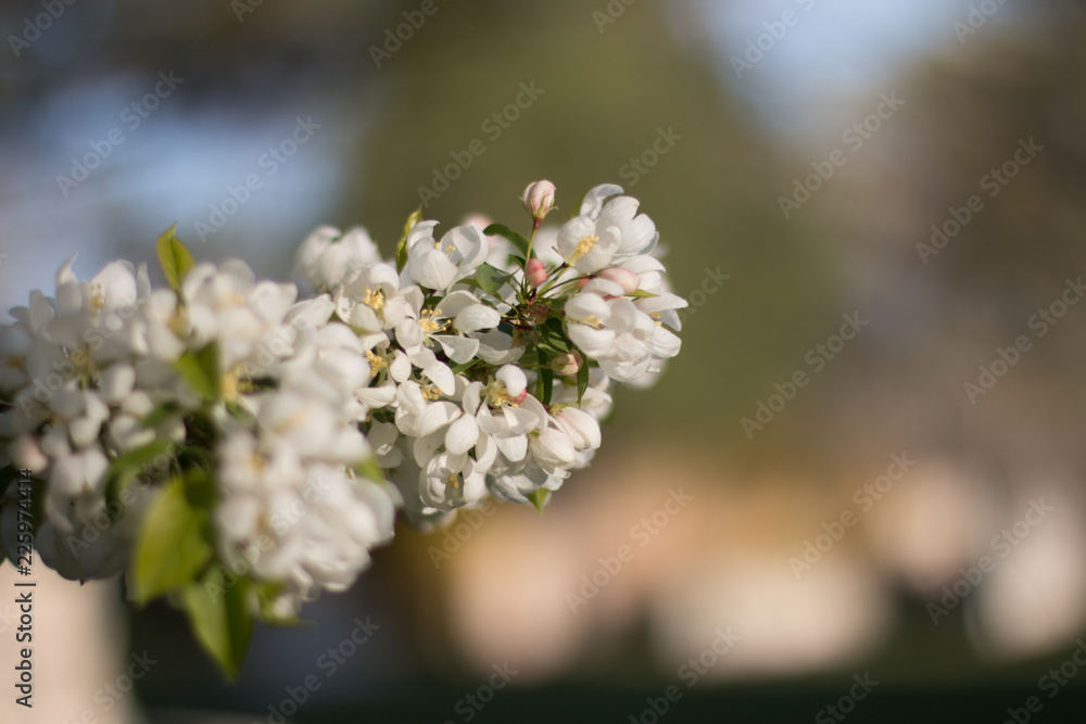 white flowers of cherry tree white flowers of cherry tree