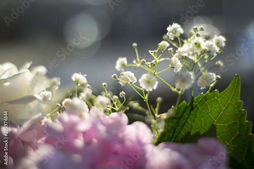 blur flowers