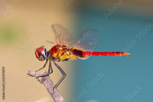 Dragon Fly © Zahidur