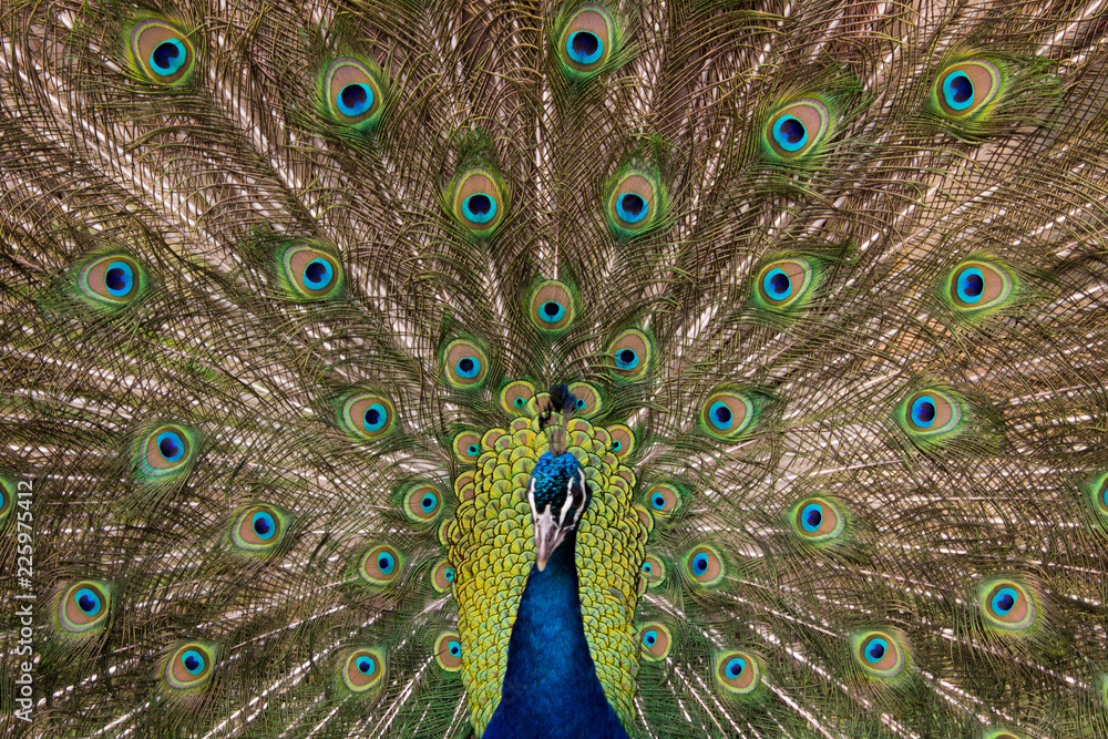 Obraz premium Open Peacock (Head out of Focus)