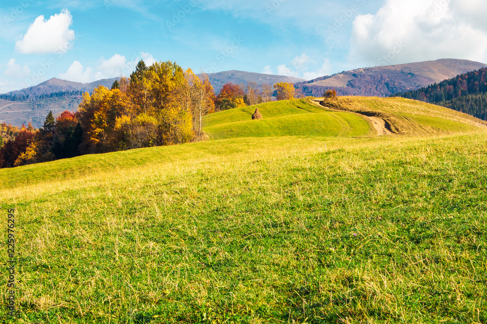 Fototapeta premium wonderful mountain landscape in fall season. forest with colorful foliage on the grassy hill. alpine ridge in the far distance. warm weather on a sunny day