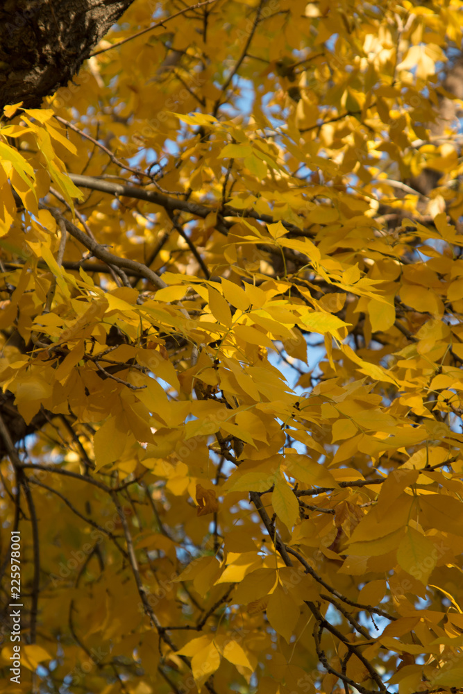 autumn leaves autumn leaves