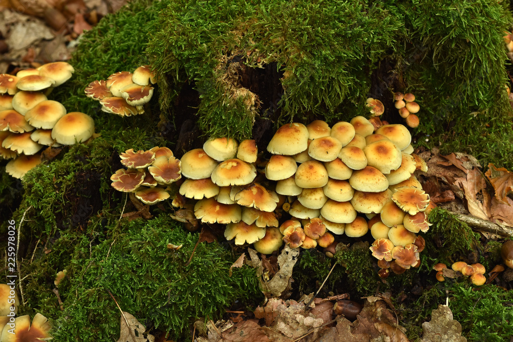 Graublättriger oder Rauchblättriger Schwefelkopf, Hypholoma capnoides Graublättriger oder Rauchblättriger Schwefelkopf, Hypholoma capnoides