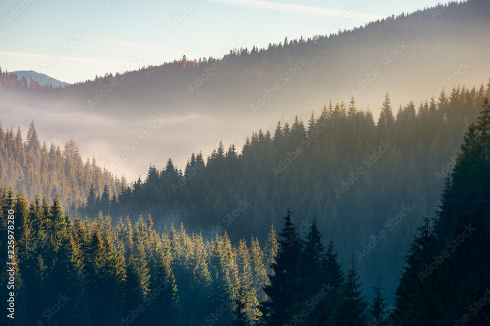 wonderful autumn weather with fog over the spruce forest. mysterious scenery in mountains