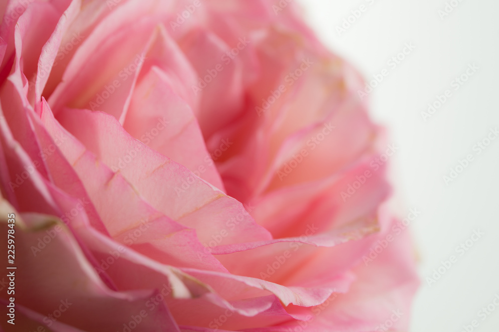 fleur de couleur rose et blanche vue horizontale avec une forte lumière sur fonds blanc