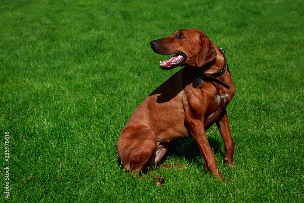 Dog breed Rhodesian Ridgeback