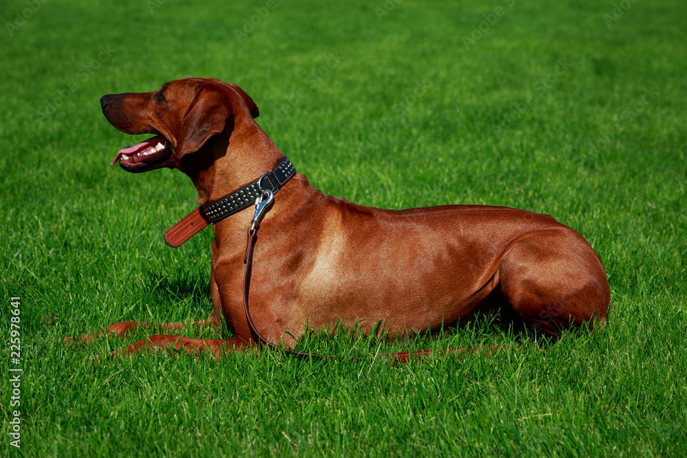 Dog breed Rhodesian Ridgeback