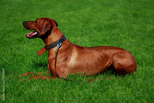 Dog breed Rhodesian Ridgeback