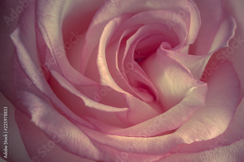 int  rieur d une rose rose et blanche en gros plan
