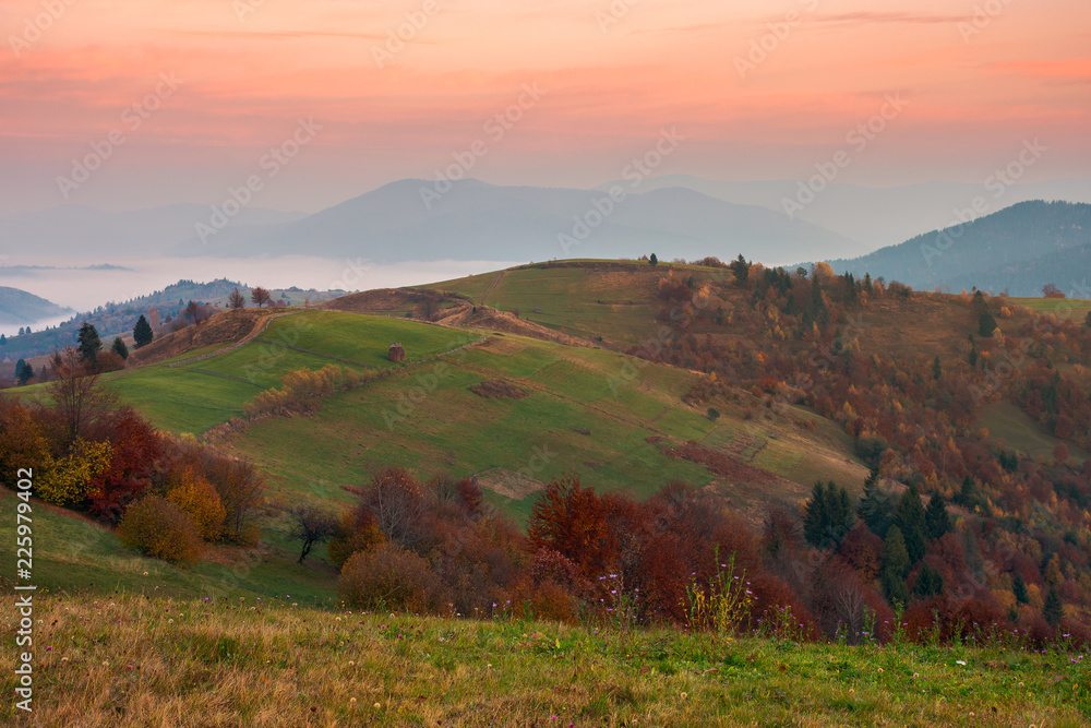 rural area in mountains at dawn. orchard in fall colors on hill. beautiful autumn scenery with cloud inversion in the distant valley