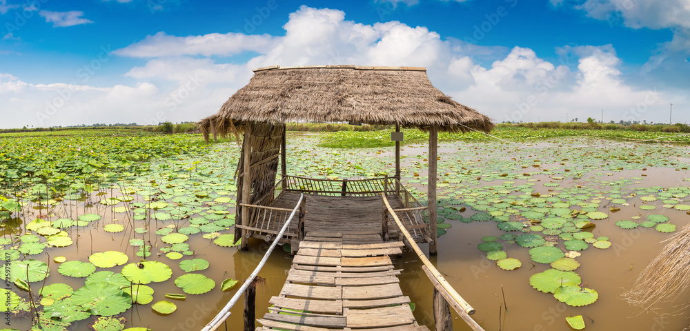 Naklejka premium Lotus farm in Cambodia