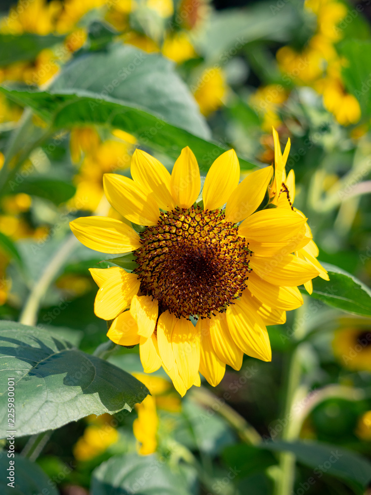 Fototapeta premium Flowered sunflowers field