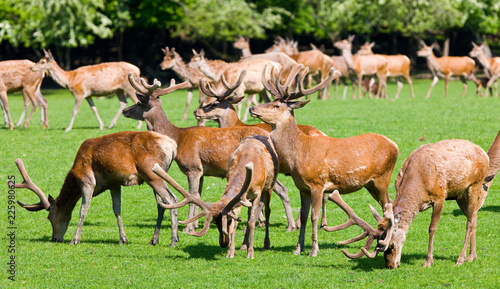 Deers at Sainte Croix, France © Travel Stock