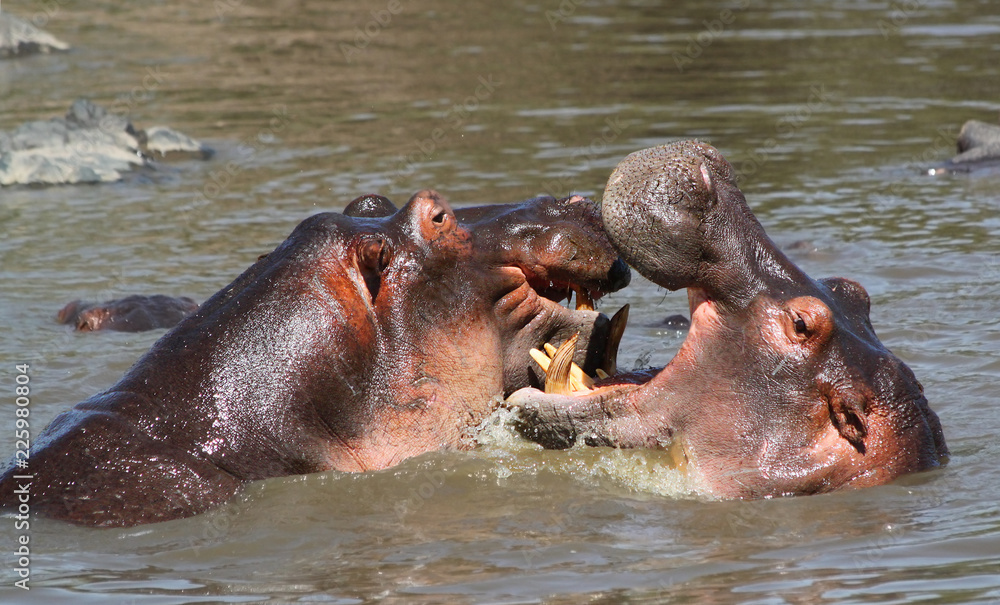 Hippopotamuses in the Serengeti National Park, Tanzania Hippopotamuses in the Serengeti National Park, Tanzania