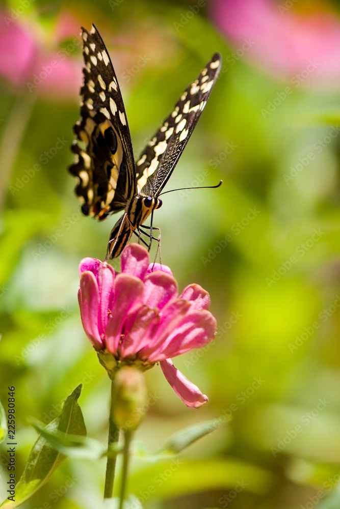 Beautiful butterfly rests on a flower in the Lake Manyara National Park, Tanzania Beautiful butterfly rests on a flower in the Lake Manyara National Park, Tanzania