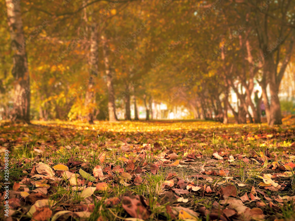 Autumn Trees, Colorful Fall Foliage. City Park Alley.