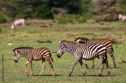 Zebras in the Lake Manyara National Park  Tanzania