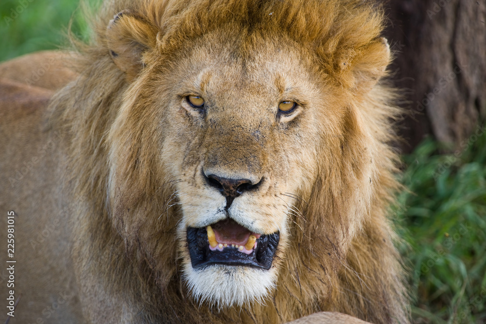 Lion in the Serengeti National Park, Tanzania Lion in the Serengeti National Park, Tanzania