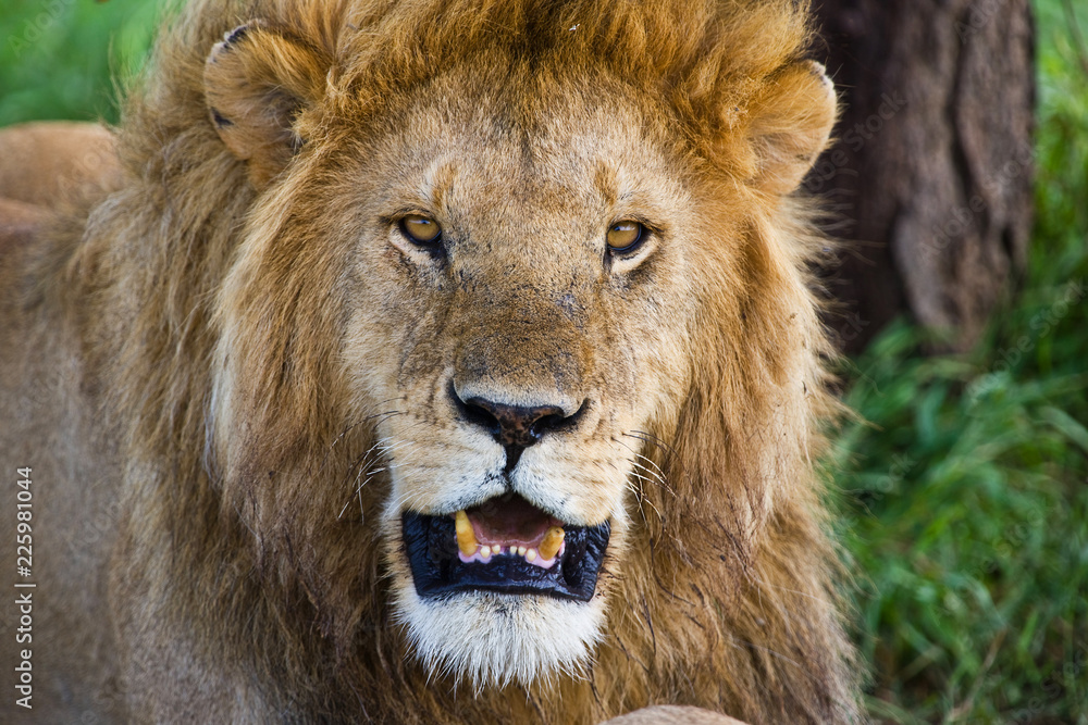 Lion in the Serengeti National Park, Tanzania