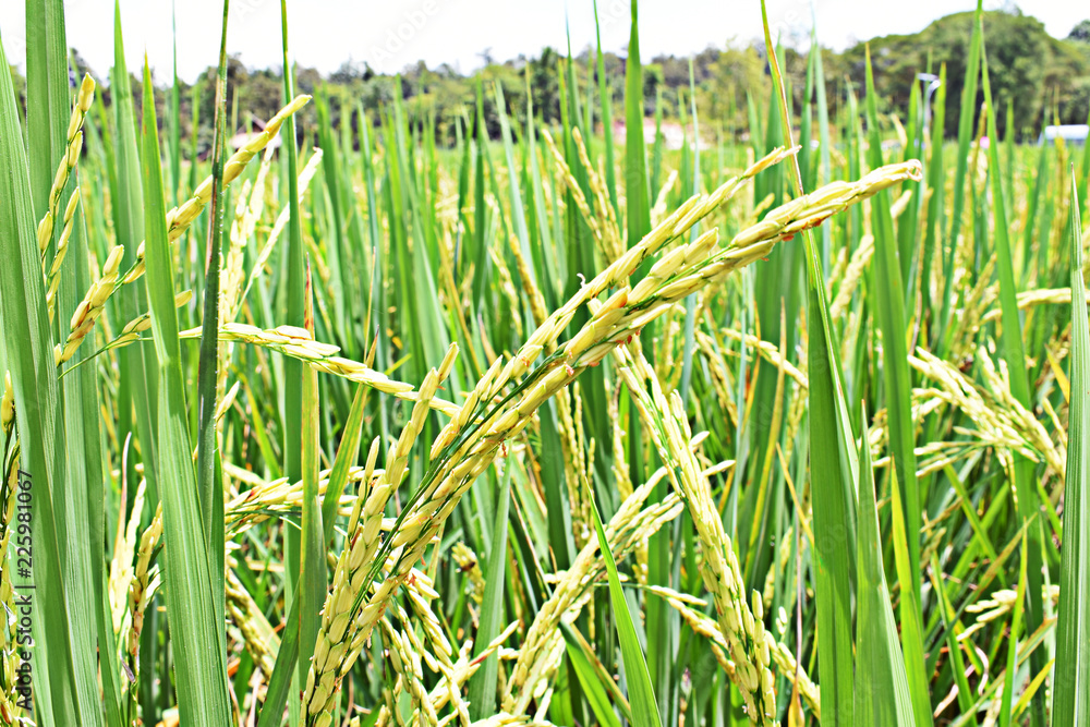 Obraz premium close up of yellow green rice field