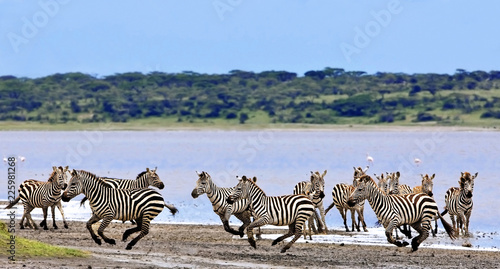 Zebras in the Serengeti National Park  Tanzania