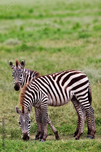 Zebras in the Serengeti National Park, Tanzania