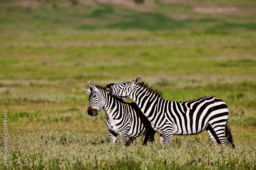 Zebras in the Ngorongoro Crater, Tanzania Zebras in the Ngorongoro Crater, Tanzania
