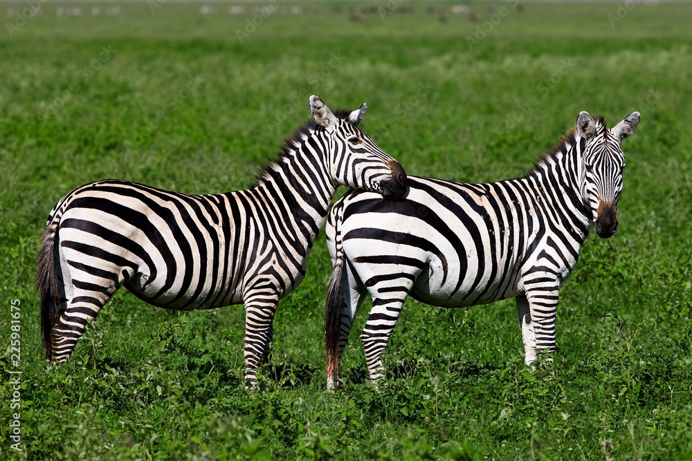 Zebras in the Ngorongoro Crater, Tanzania Zebras in the Ngorongoro Crater, Tanzania