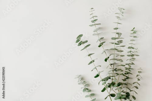 Minimalist floral white background with blue baby eucalyptus branch on it. Top view, flat lay, copy space.