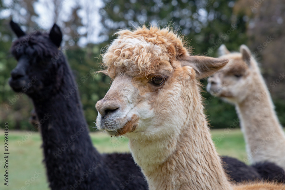 Close up selective focus of an alpaca with two others in the background