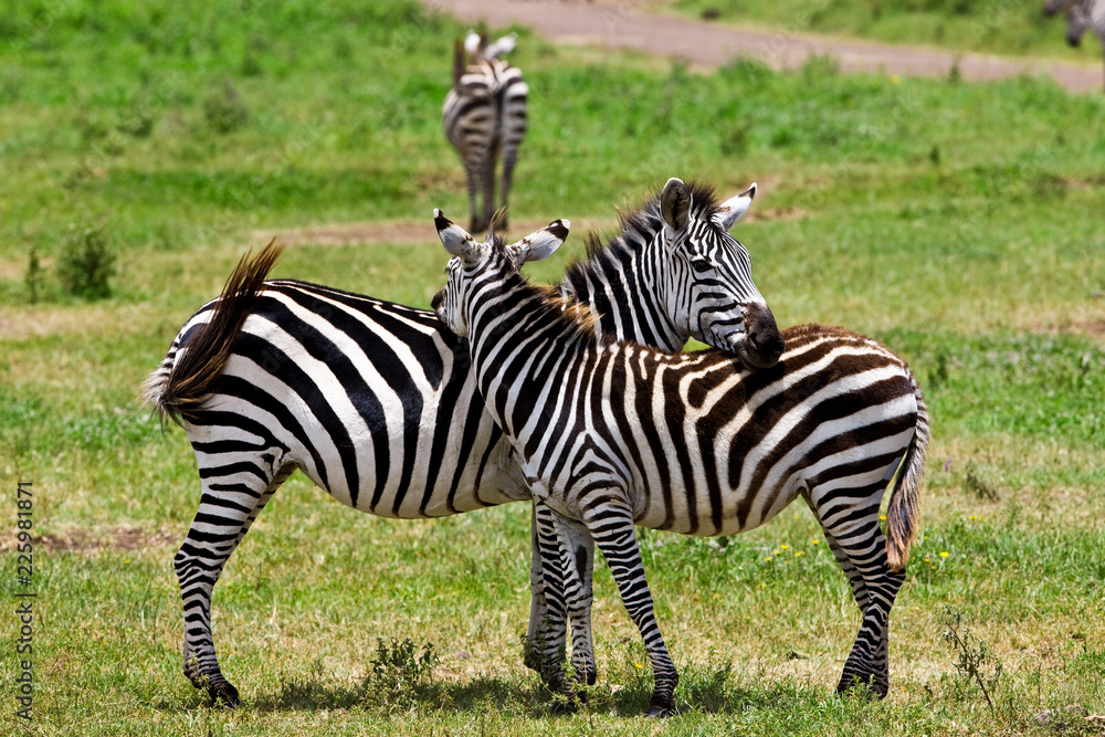 Zebras in the Ngorongoro Crater, Tanzania Zebras in the Ngorongoro Crater, Tanzania