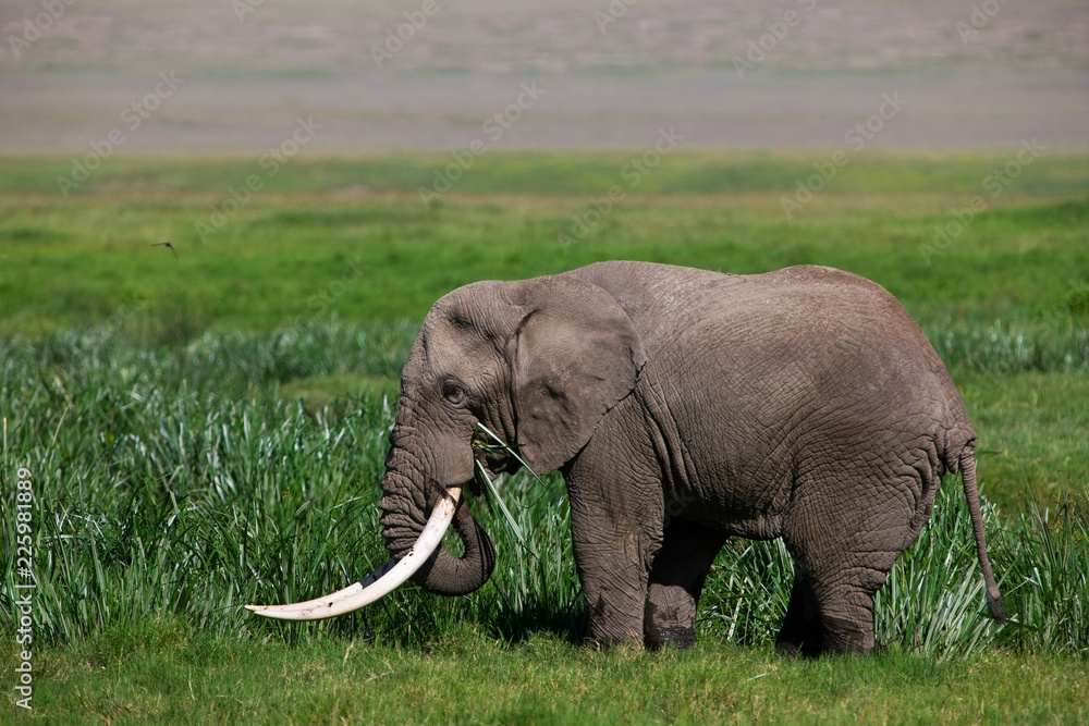 African elephant in the Ngorongoro Crater, Tanzania