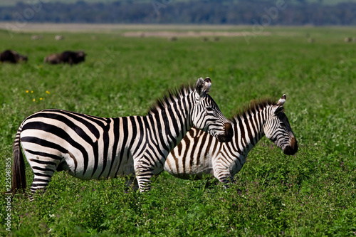 Zebras in the Ngorongoro Crater  Tanzania