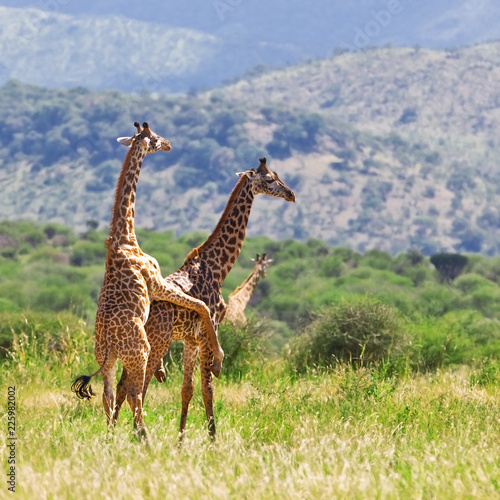 Giraffes in the Serengeti National Park  Tanzania