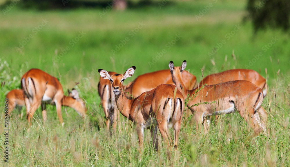 Impala Antelopes Grazing, in the Tarangire National Park, Tanzania Impala Antelopes Grazing, in the Tarangire National Park, Tanzania