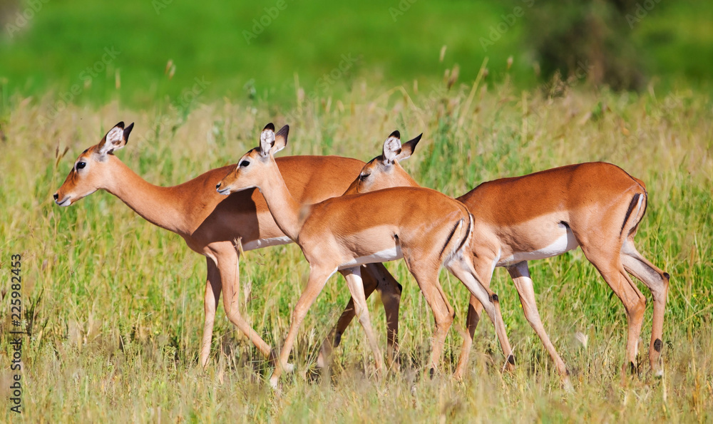 Impala Antelopes Grazing, in the Tarangire National Park, Tanzania Impala Antelopes Grazing, in the Tarangire National Park, Tanzania