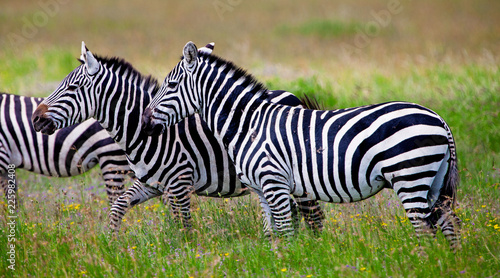 Zebras in the Serengeti National Park  Tanzania