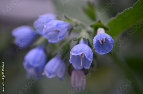 blue flower in the garden © Mikola