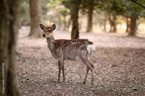Japanese Sika deer in the forest at Nara Park, Japan