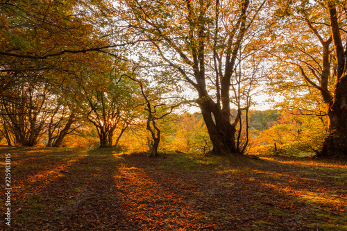 Beech trees in Canfaito forest  Marche  Italy  at sunset with warm colors  sun filtering through and long shadows