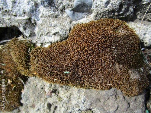Brown moss sprouted on concrete and stones