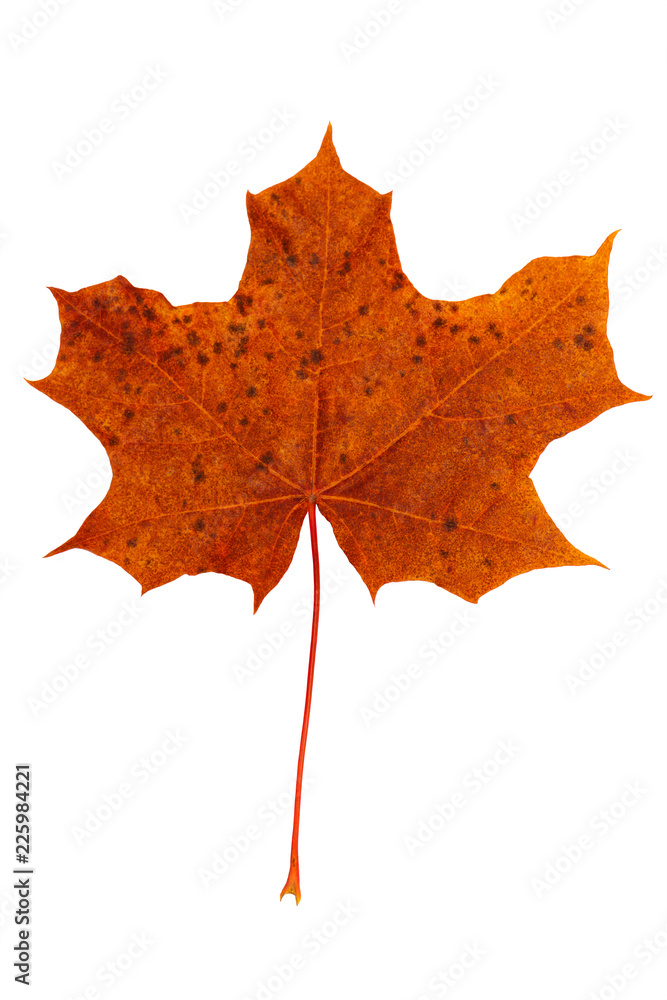 Obraz premium bright colorful red maple leaf on white background