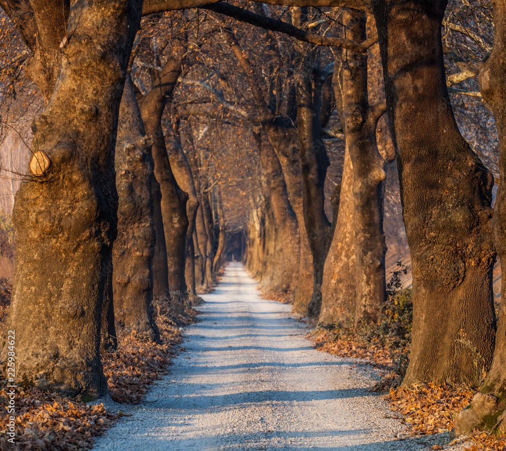 Autumn Forest Trees Straight Road