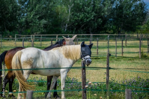 Fototapeta Naklejka Na Ścianę i Meble -  Chevaux avec oeillères.