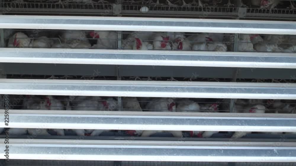 Poultry farm, chickens sit in open-air cages and eat mixed feed, on conveyor belts lie hen's eggs, poultry house Poultry farm, chickens sit in open-air cages and eat mixed feed, on conveyor belts lie hen's eggs, poultry house