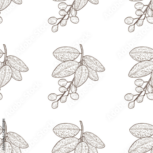 Bibhitaki. Terminalia bellirica. Plant. Leaf, branch, fruit, ber