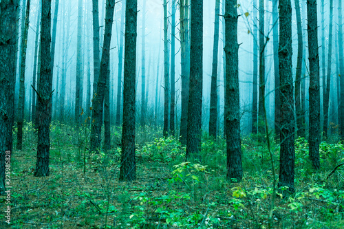 Summer pine forest in the misty morning