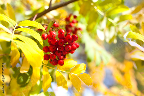 Branch of red rowan berries on yellow and green autumn leaves bokeh background close up