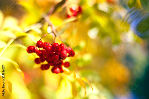 Branch of red rowan berries on yellow, blue and green autumn leaves bokeh background close up